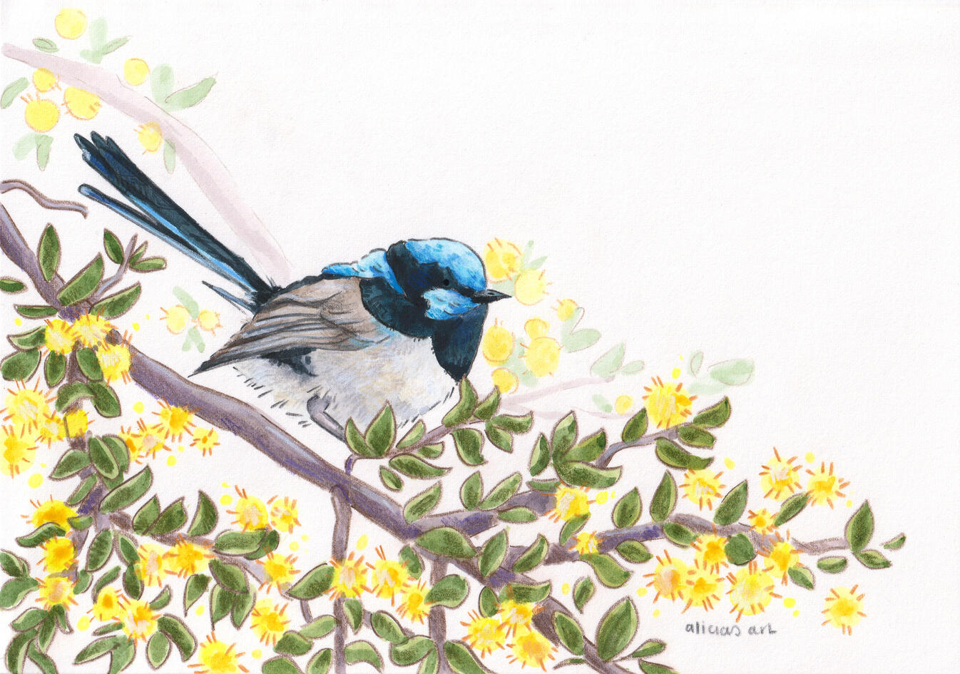 Superb Fairy Wren - Watercolour and Coloured Pencil Illustration